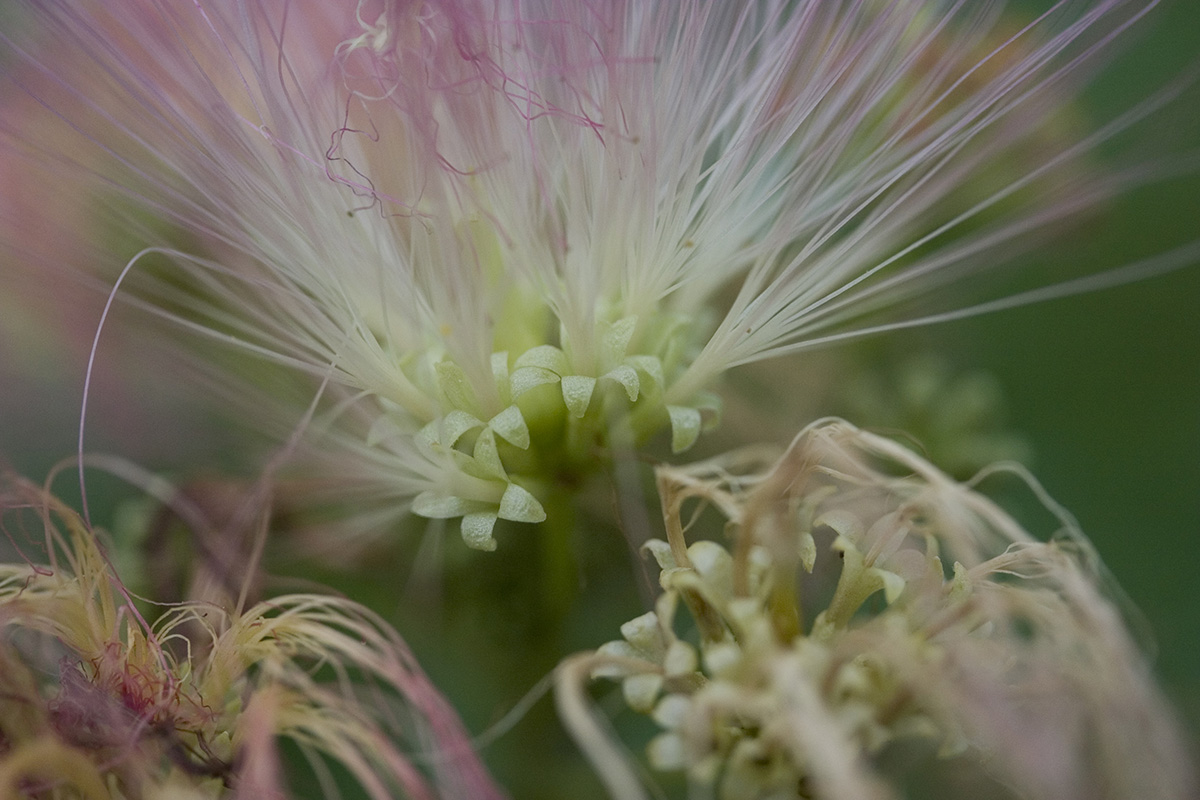 Close-up view of threadlike flowers