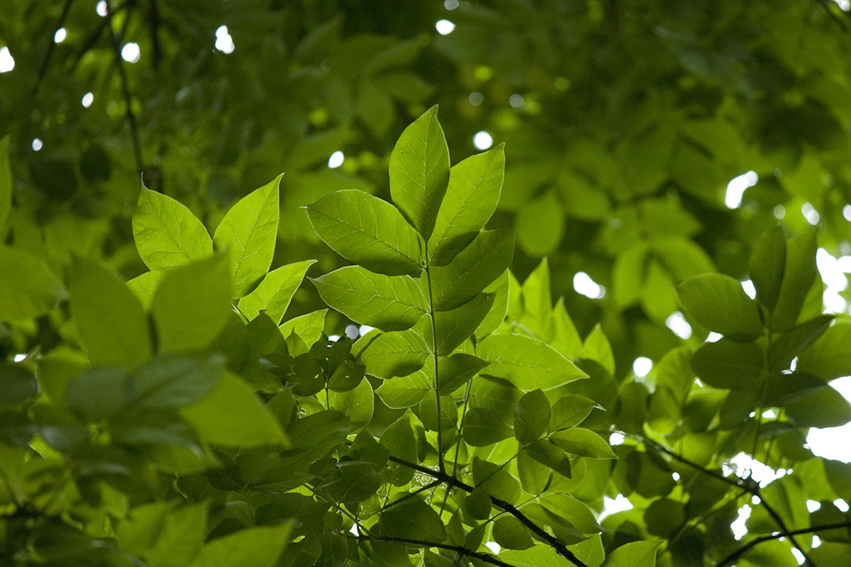 Looking up at layers of leaves