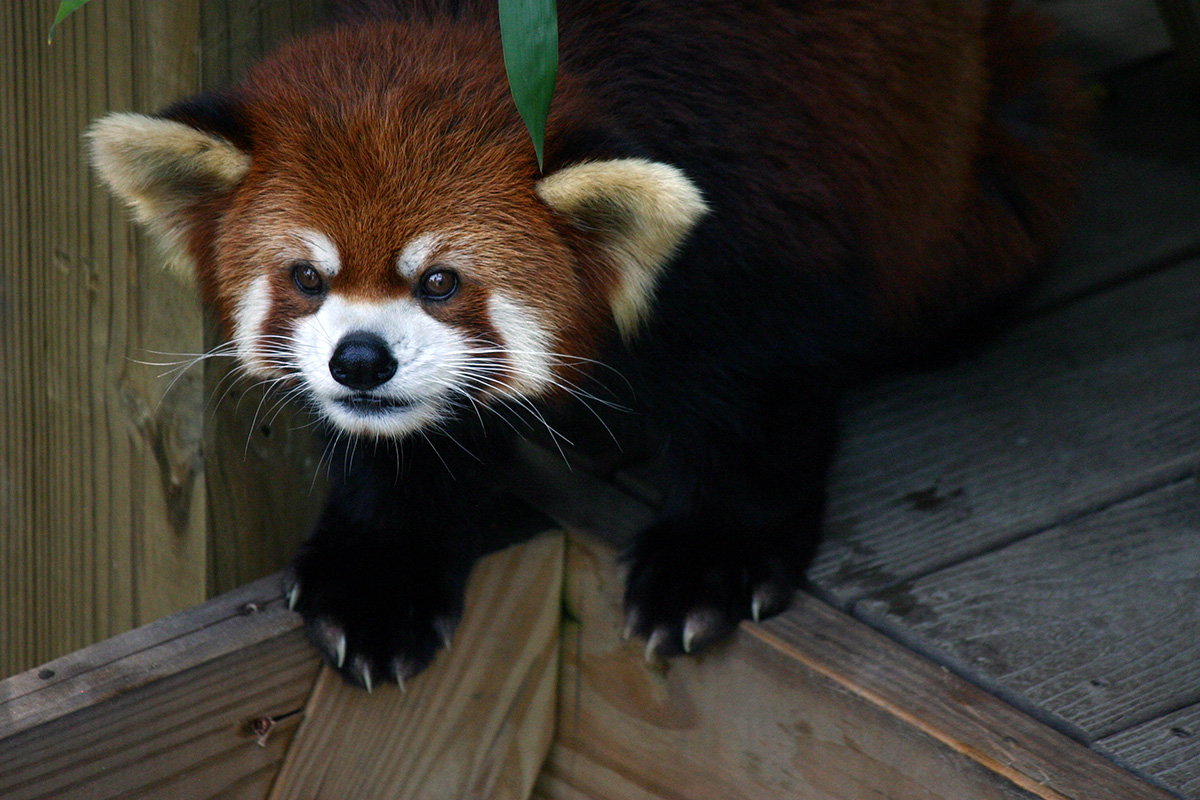A red panda looking out from its zoo enclosure